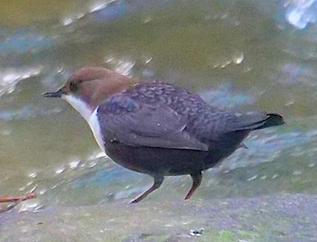 Merlo acquaiolo  - Angelo Pasqua
