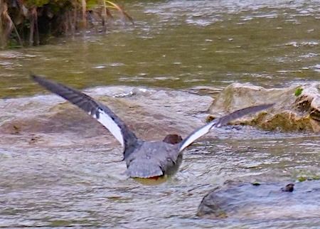 Smergo maggiore  - Angelo Pasqua