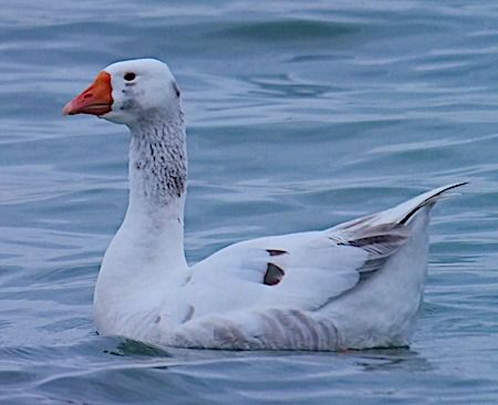 Oca domestica  - Angelo Pasqua