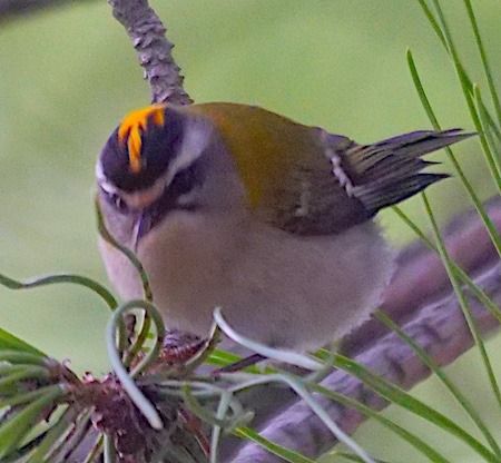 Fiorrancino  - Angelo Pasqua