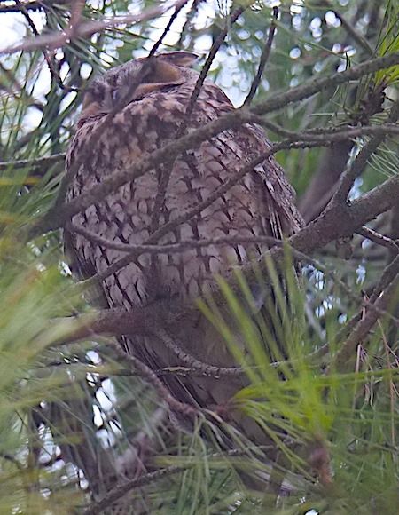 Gufo comune  - Angelo Pasqua