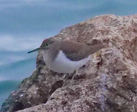 Piro-piro piccolo  - Angelo Pasqua