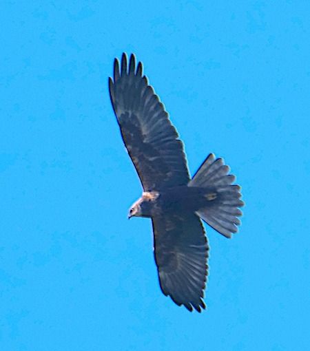 Falco di palude  - Angelo Pasqua