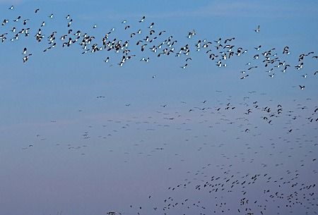 Pavoncella  - Angelo Pasqua