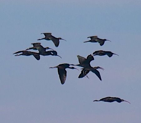 Mignattaio  - Angelo Pasqua