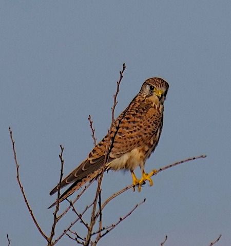 Gheppio  - Angelo Pasqua