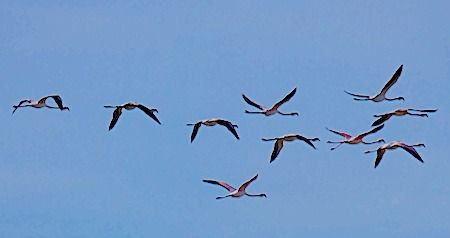 Fenicottero  - Angelo Pasqua