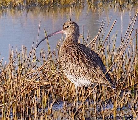 Chiurlo maggiore  - Angelo Pasqua