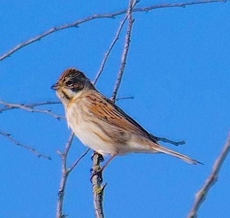 Migliarino di palude  - Angelo Pasqua