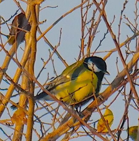 Cinciallegra  - Angelo Pasqua
