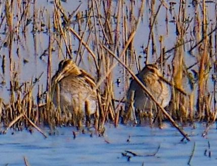 Beccaccino  - Angelo Pasqua