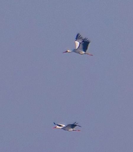 Cicogna bianca  - Angelo Pasqua