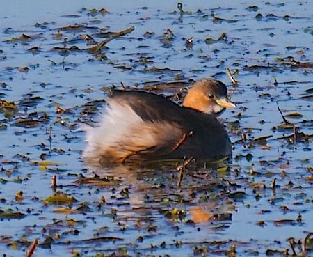 Tuffetto  - Angelo Pasqua