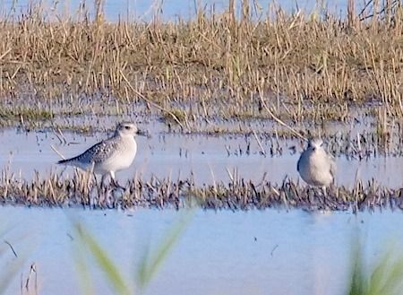 Pivieressa  - Angelo Pasqua