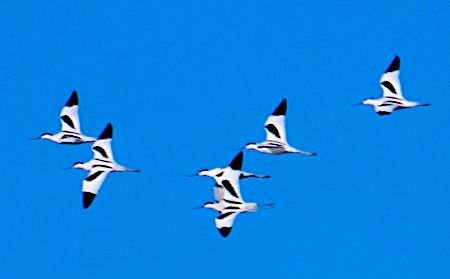 Avocetta  - Angelo Pasqua