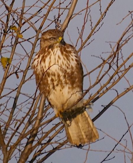 Poiana  - Angelo Pasqua