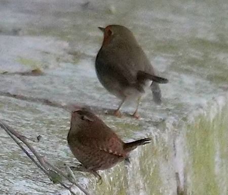 Scricciolo  - Angelo Pasqua