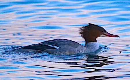 Smergo maggiore  - Angelo Pasqua