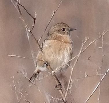 Saltimpalo comune  - Angelo Pasqua