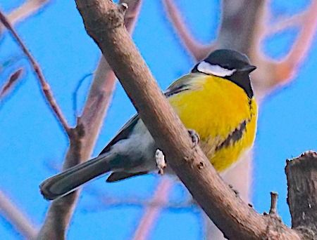 Cinciallegra  - Angelo Pasqua