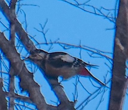 Picchio rosso maggiore  - Angelo Pasqua