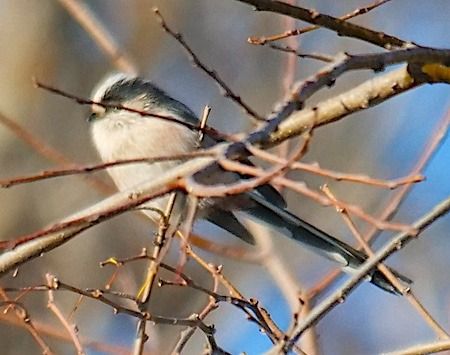 Codibugnolo  - Angelo Pasqua