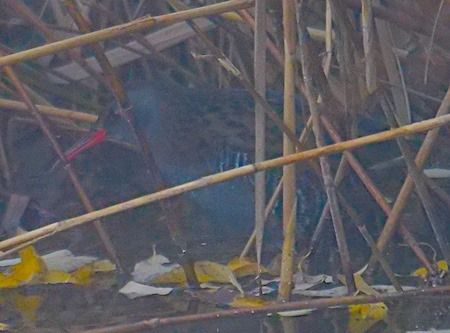 Porciglione  - Angelo Pasqua