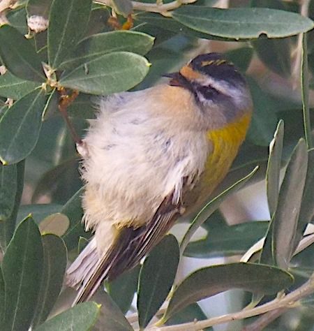 Fiorrancino  - Angelo Pasqua