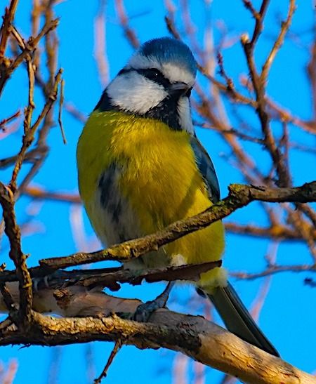 Cinciarella  - Angelo Pasqua