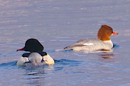 Harle bièvre  - Angelo Pasqua