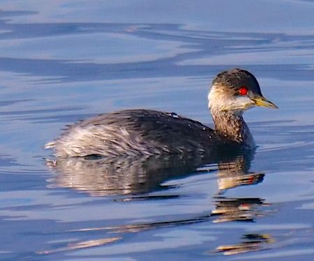 Svasso piccolo  - Angelo Pasqua