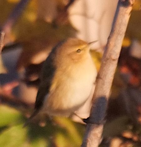 Luì piccolo  - Angelo Pasqua