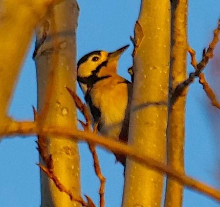 Picchio rosso maggiore  - Angelo Pasqua