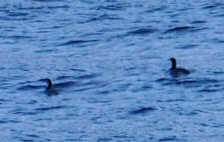 Strolaga mezzana  - Angelo Pasqua