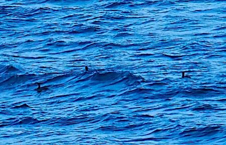 Strolaga mezzana  - Angelo Pasqua