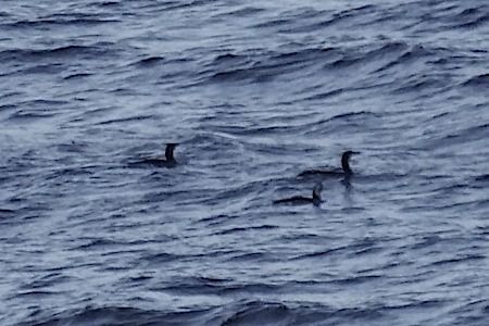 Strolaga mezzana  - Angelo Pasqua