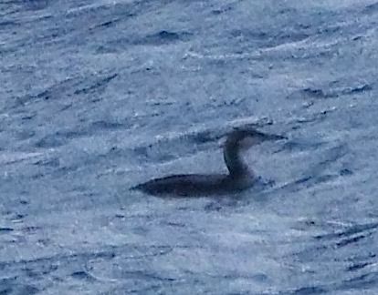 Strolaga mezzana  - Angelo Pasqua