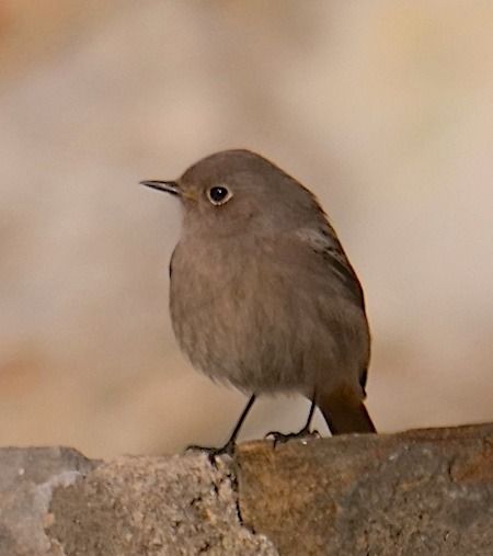 Codirosso spazzacamino  - Angelo Pasqua