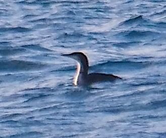 Plongeon arctique  - Angelo Pasqua