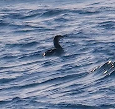 Plongeon arctique  - Angelo Pasqua