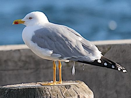 Gabbiano reale  - Angelo Pasqua