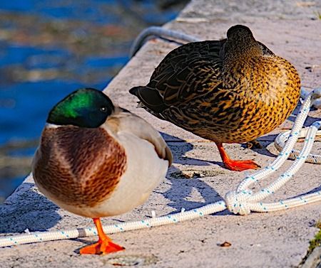 Germano reale  - Angelo Pasqua