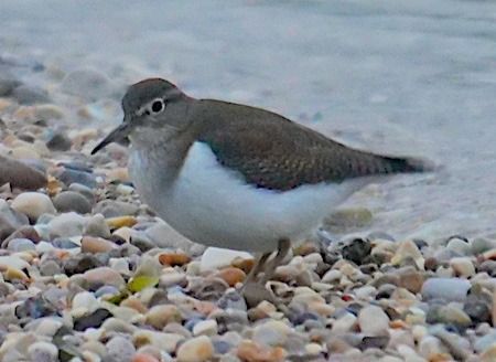 Piro-piro piccolo  - Angelo Pasqua