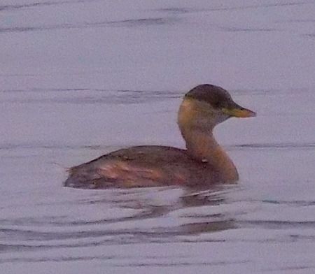 Tuffetto  - Angelo Pasqua