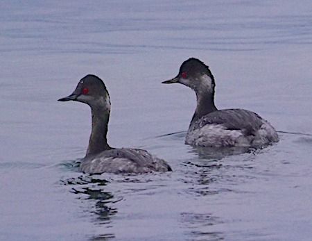 Svasso piccolo  - Angelo Pasqua
