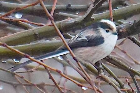 Codibugnolo  - Angelo Pasqua