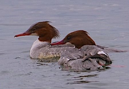 Smergo maggiore  - Angelo Pasqua