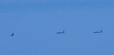 Strolaga minore  - Angelo Pasqua