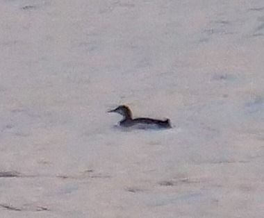 Prachttaucher  - Angelo Pasqua