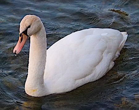 Cigno reale  - Angelo Pasqua